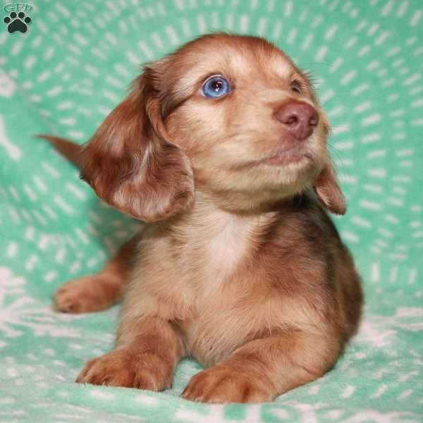 Frankie Blue eyes, Dachshund Puppy